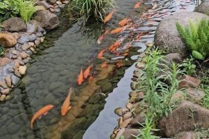 Air Mancur Kolam Minimalis Solo: Biaya Pembuatan Kolam Minimalis Daerah Solo dengan Harga Terjangkau, Bergaransi, dan Cepat